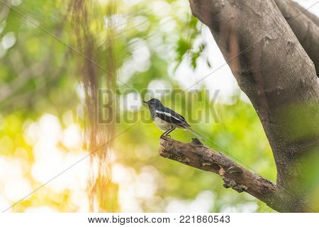 Bird (streak-eared Bulbul) On Tree In Nature Wild