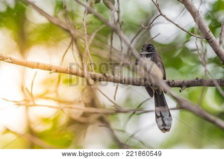 Bird (streak-eared Bulbul) On Tree In Nature Wild