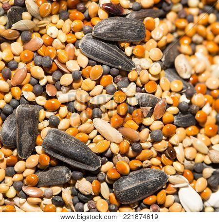 background of birdseed. close . Photo of an abstract texture