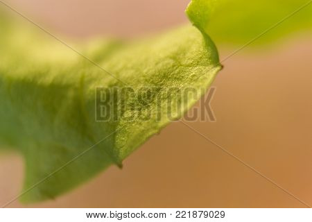 Macro of a lettuce leaf. Warm colors and some Bokeh.