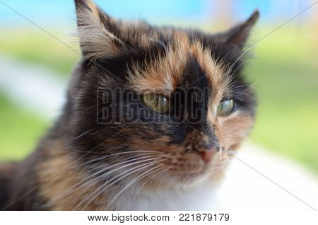 Portrait of a green-eyed spotted fluffy cat in the yard