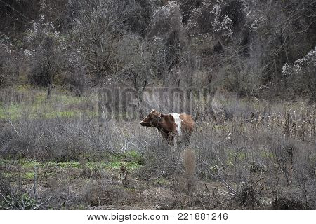 Brown cow in a field in the macedonian countryside.