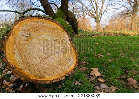 Close-up of Tree Rings of a Tree on a green Meadow. View to cut down Tree on a green Meadow. Natur and Season Background