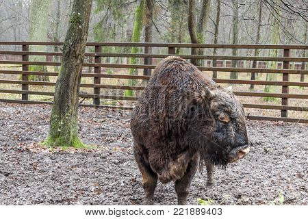 Big Aurochs In Bialowieski National Park, Poland.