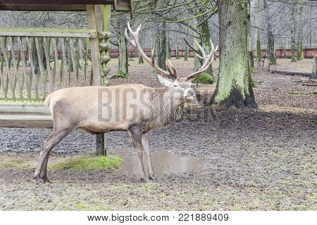 Big Old Deer In Bialowieski National Park - Poland.