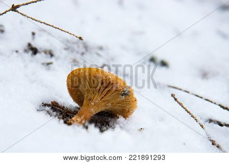 Mushroom in the snow. Weather anomaly. Global warming
