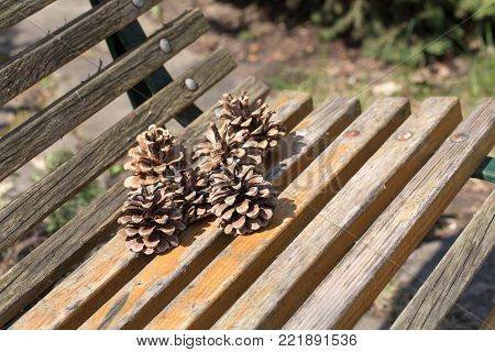 Dry fir cones on a wooden bench. Close-up.