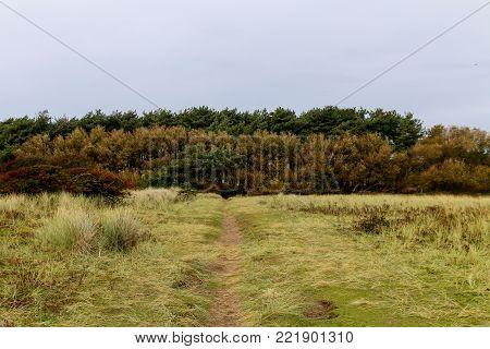The small trail between the sand dunes into the forest with the trees
