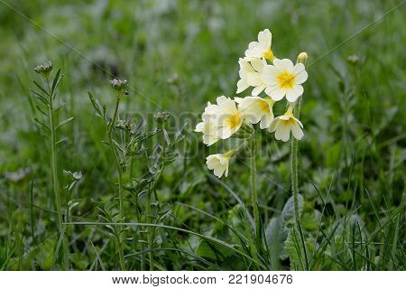 Flower of primose, Primula vulgaris with grass