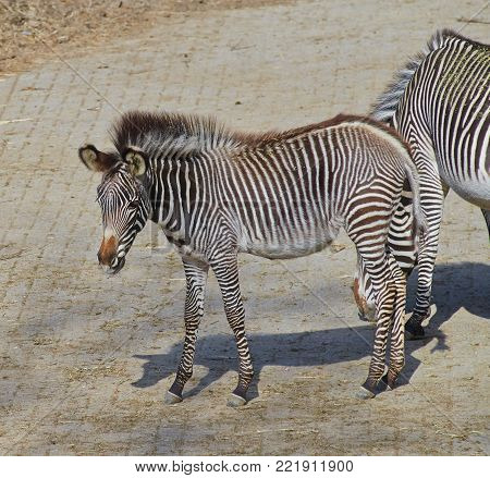Calf of Grevy zebra (Equus grevyi) close up.