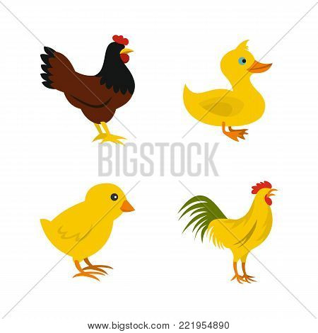 Domestic bird icon set. Flat set of domestic bird vector icons for web design isolated on white background