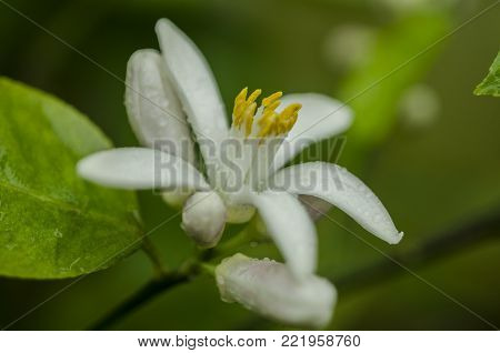 flowering lemon blossom flowers on lemon tree