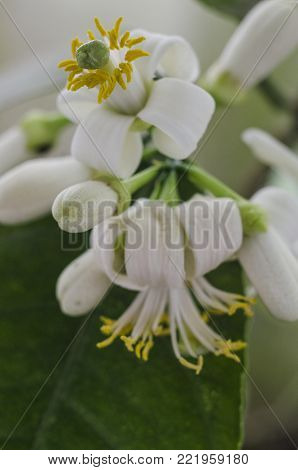 flowering lemon blossom flowers on lemon tree