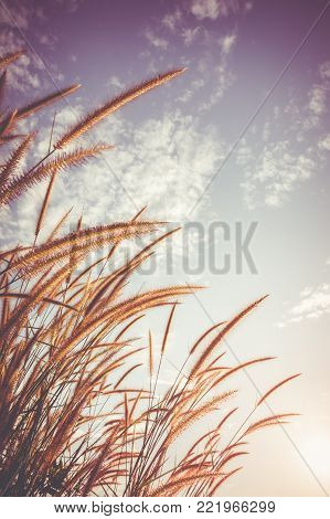 Serenity landscape of beautiful Feather pennisetum glowing against sky with sunlight as nature background. Mission grass flower are similar to the wheat. Selective focus. Vintage film filter effect.