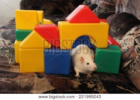 photo of a white rat sitting on a couch surrounded by a toy cubby