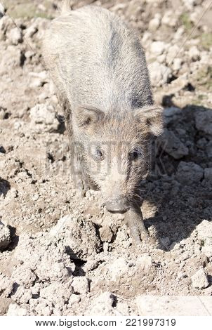 wild boar in the mud in the zoo .
