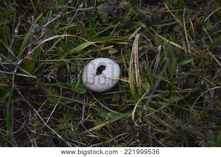 Mature puffball mushroom in the grass, near a macedonian village.