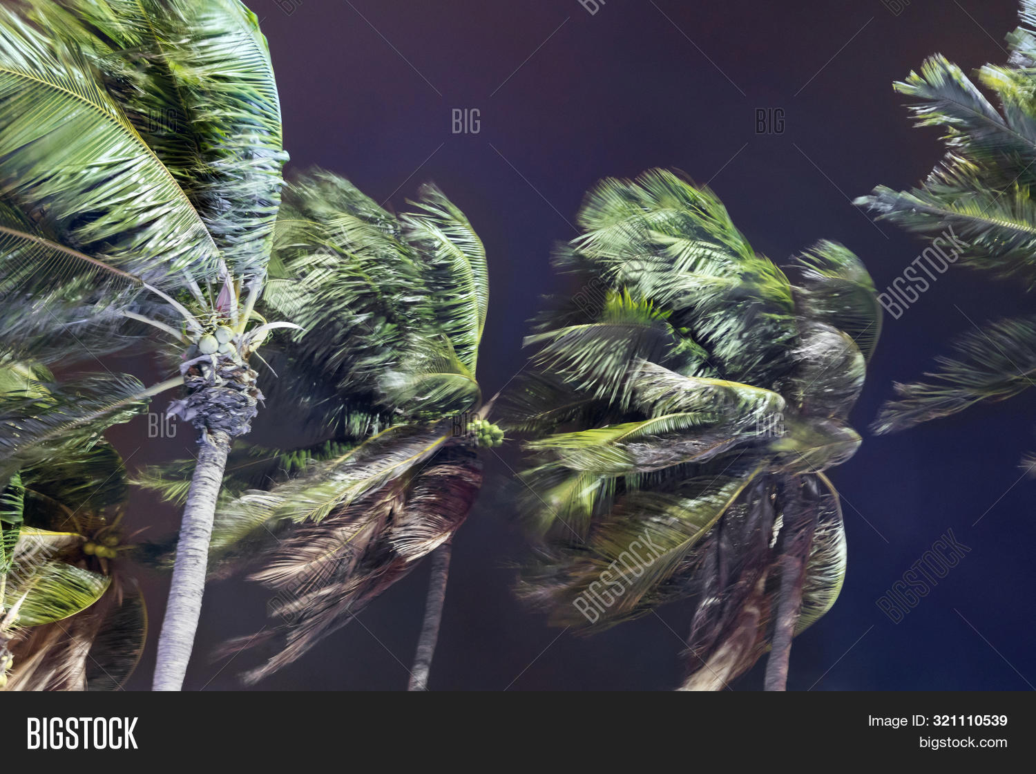 Palm Trees Blowing Image & Photo (Free Trial) Bigstock