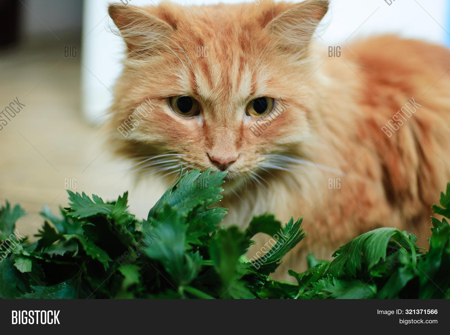 Cat Eating Fresh Green Image & Photo (Free Trial) Bigstock