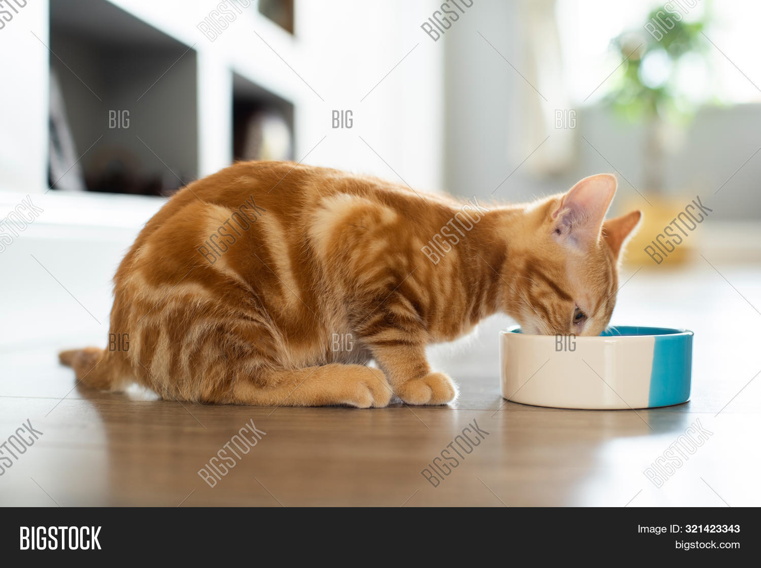 Pet Ginger Cat Eating Image & Photo (Free Trial) Bigstock