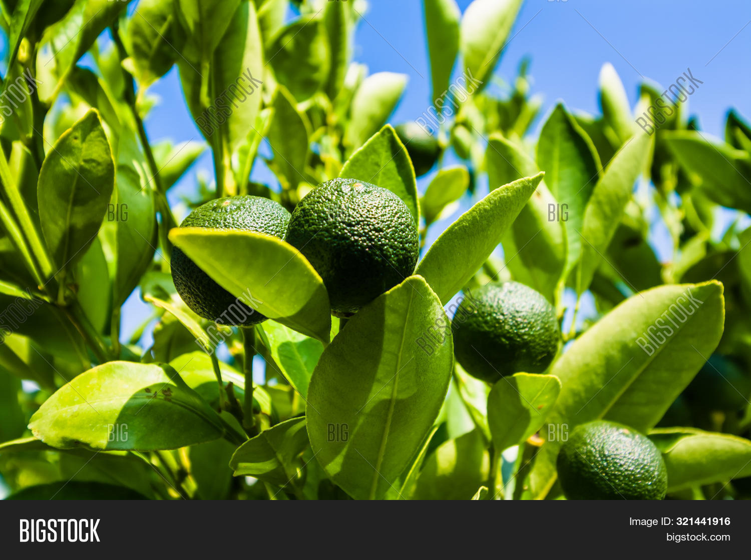Lime On Branch Against Image & Photo (Free Trial) Bigstock