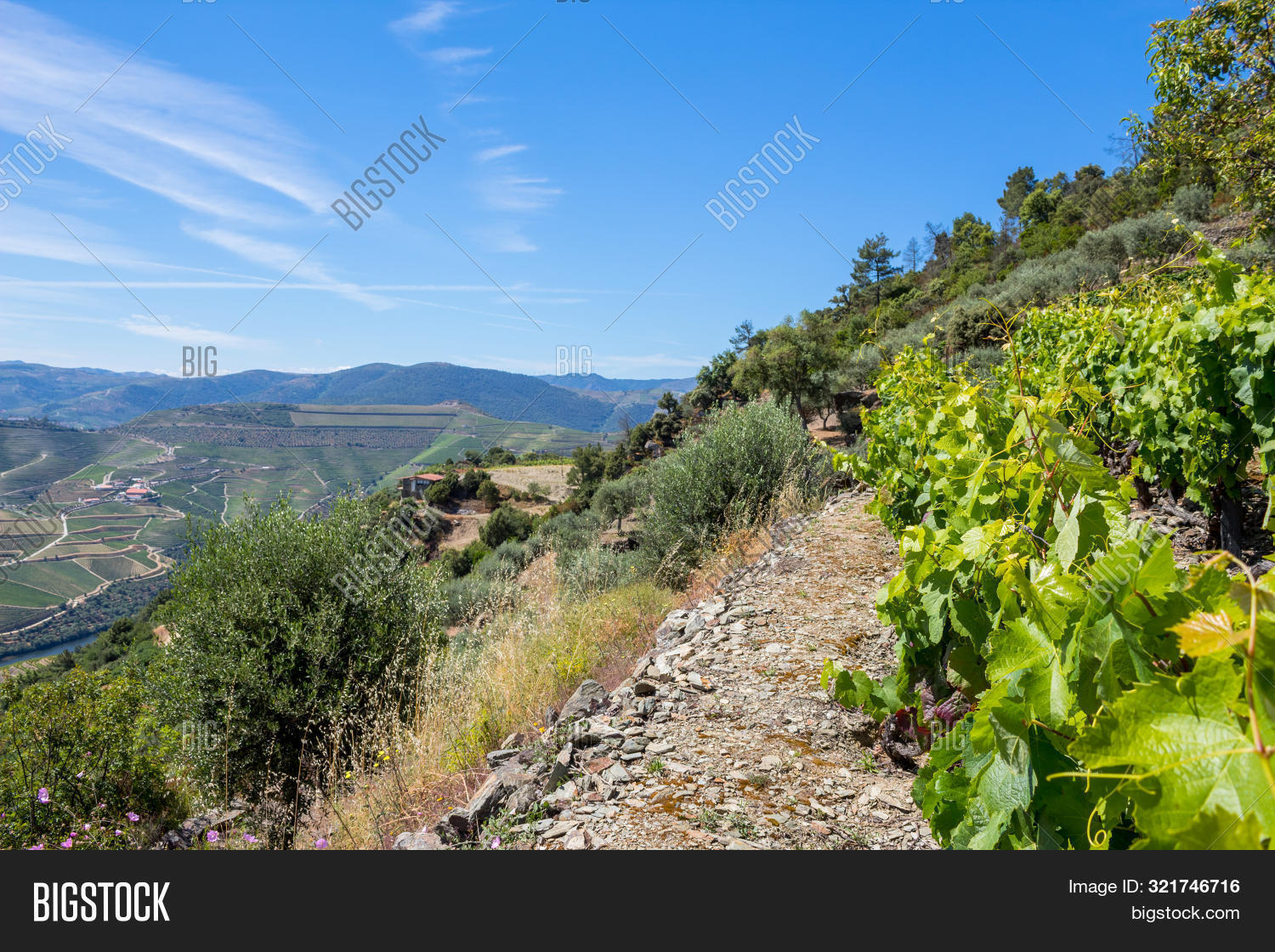 Vines Vineyard Porto Image & Photo (Free Trial) Bigstock