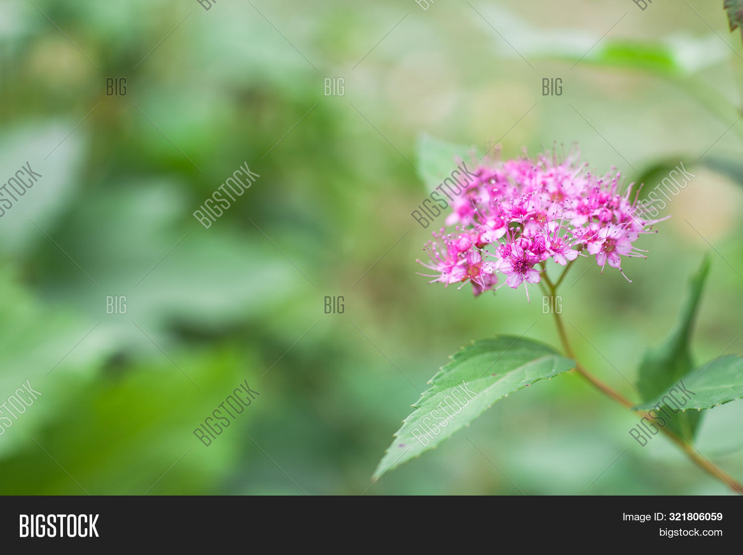 Spiraea Japonica Pink Image & Photo (Free Trial) | Bigstock
