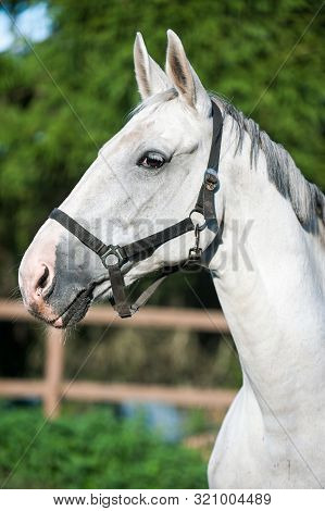 Portrait Of Graceful Thoroughbred Gray Horse On Sunny Green Leaves Background. Multicolored Vertical