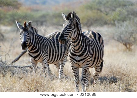 İki çalışan Zebras