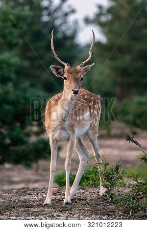 Portrait Of A Young Deer In A German Forest In Brandenburg Germany Near Bernau
