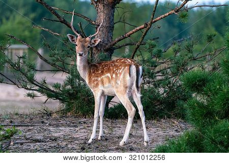 Portrait Of A Young Deer In A German Forest In Brandenburg Germany Near Bernau