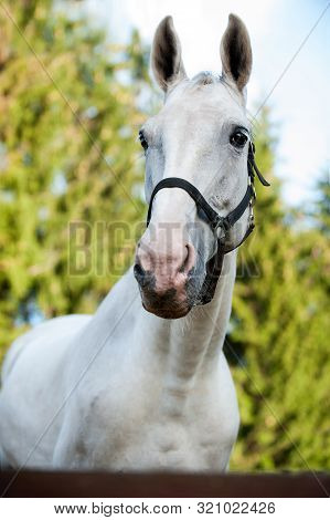 Portrait Of Graceful Thoroughbred Gray Horse On Sunny Green Leaves Background. Multicolored Vertical