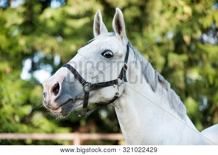 Portrait Of Graceful Thoroughbred Gray Horse On Sunny Green Leaves Background. Multicolored Horizont