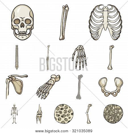 Vector Illustration Of Bone And Skeleton Sign. Set Of Bone And Human Stock Symbol For Web.