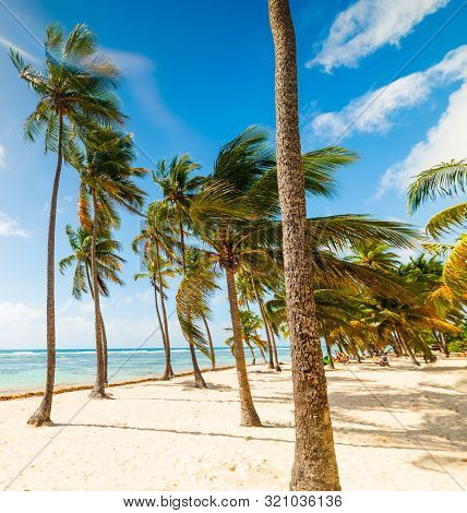 Palm Trees And White Sand In Bois Jolan Beach In Guadeloupe, French West Indies. Lesser Antilles, Ca