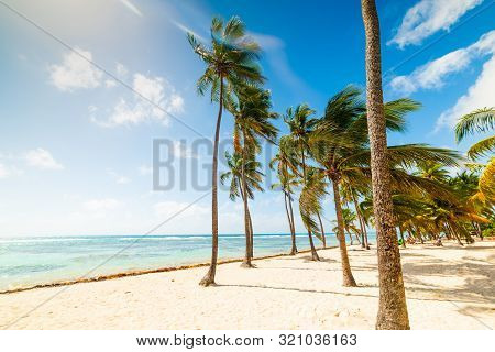White Sand And Palm Trees In Bois Jolan Beach In Guadeloupe, French West Indies. Lesser Antilles, Ca