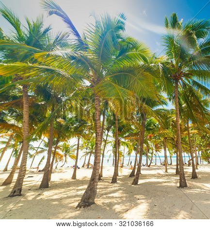 Palm Trees In Bois Jolan Beach In Guadeloupe, French West Indies. Lesser Antilles, Caribbean Sea