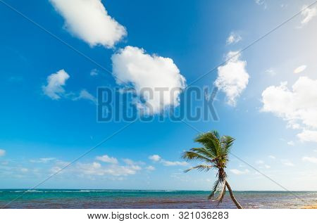 Palm Tree Under A Blue Sky In Autre Bord Beach In Guadeloupe, French West Indies. Lesser Antilles, C