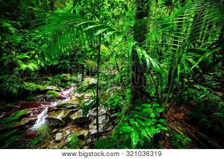 Green Plants By A Small Stream In Basse Terre Jungle In Guadeloupe. Lesser Antilles, Caribbean Sea
