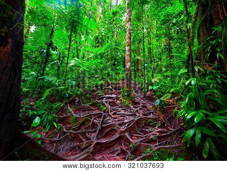Roots In Basse Terre Jungle, Guadeloupe. Lesser Antilles, Caribbean