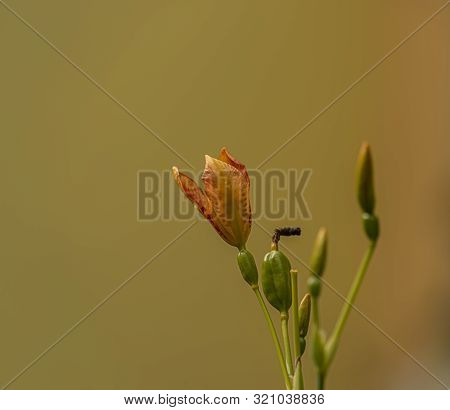Iris Domestica Orange Bloom With Yellow Background In Summer Day