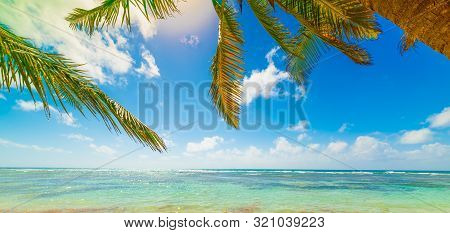 Palm Trees And Turquoise Water Bois Jolan Beach In Guadeloupe, French West Indies. Lesser Antilles, 