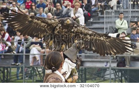 Adler fliegen, Essen auf die Hand Mannes zu bekommen