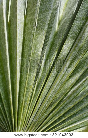 Dwarf Fan Palm Leaf - Latin Name - Chamaerops Humilis