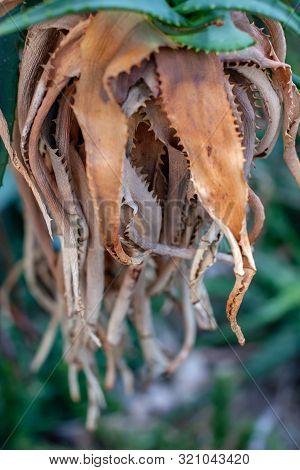 Hanging Leaves Of A Tropical Tree. It Looks Like The Tentacles Of A Jellyfish. Green And Brown Leave