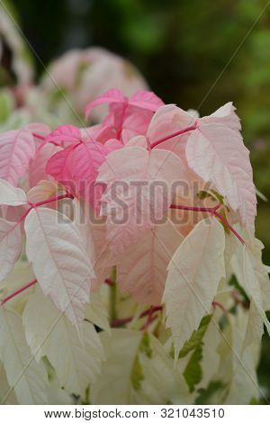 Boxelder Maple Flamingo - Latin Name - Acer Negundo Flamingo