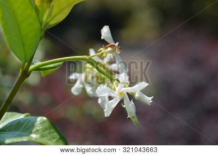 Star Jasmine - Latin Name - Trachelospermum Jasminoides