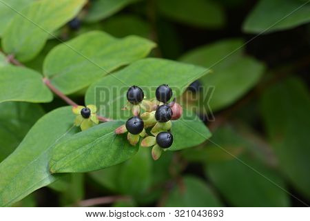 Shrubby St Johns Wort Berries - Latin Name - Hypericum Androsaemum