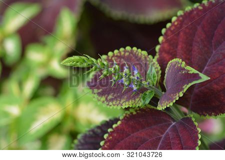 Painted Nettle Flower - Latin Name - Plectranthus Scutellarioides (solenostemon Scutellarioides)