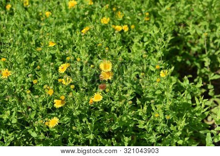 Small Fleabane Yellow Flowers - Latin Name - Pulicaria Vulgaris